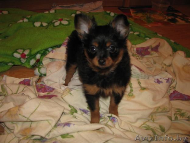  Продаю ДШ русский той-терьера - Изображение #1, Объявление #2833