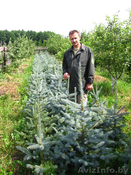 Саженцы декоративных растений - Изображение #1, Объявление #8920