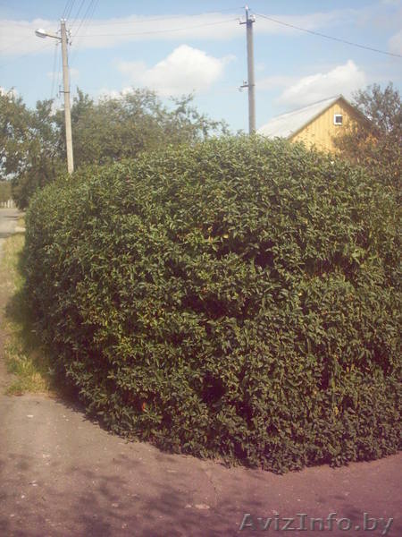 Бирючина обыкновенная - Изображение #1, Объявление #12275