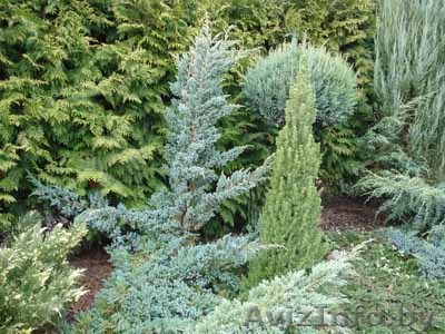 декоративные растения - Изображение #1, Объявление #19391