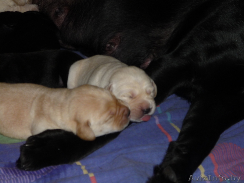 Щенки лабрадора от родителей чемпионов на Новый год!!! - Изображение #1, Объявление #122814