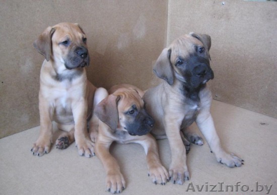 ПРОДАЮТСЯ ЩЕНКИ ЮЖНОАФРИКАНСКОГО БУРБУЛЯ - Изображение #1, Объявление #137278