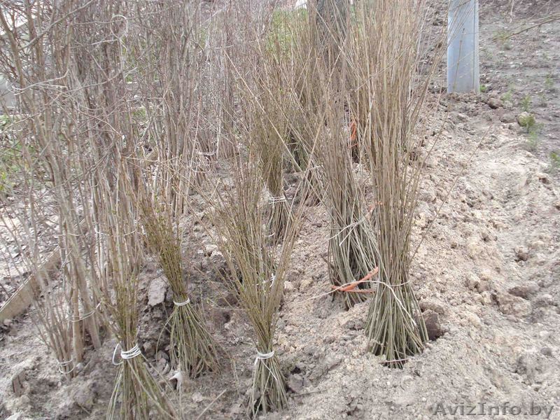 живые изгороди кустарники - Изображение #1, Объявление #226366