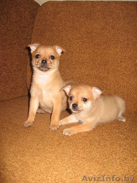 продаю щенка Чихуахуа - Изображение #1, Объявление #323266