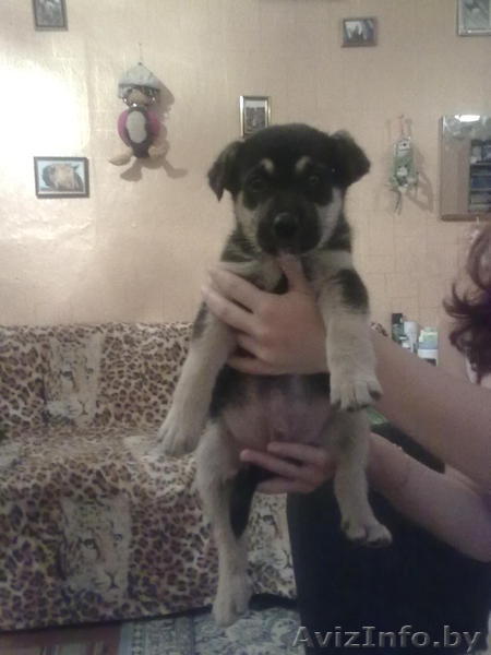 щенок немецкой овчарки без родословной в дар - Изображение #1, Объявление #426266