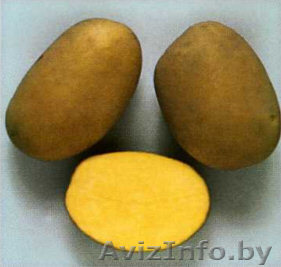 Продам крупный картофель - Изображение #1, Объявление #603439