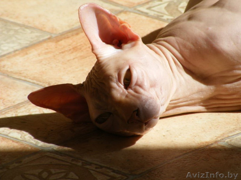 Канадский сфинкс в дар - Изображение #1, Объявление #637297