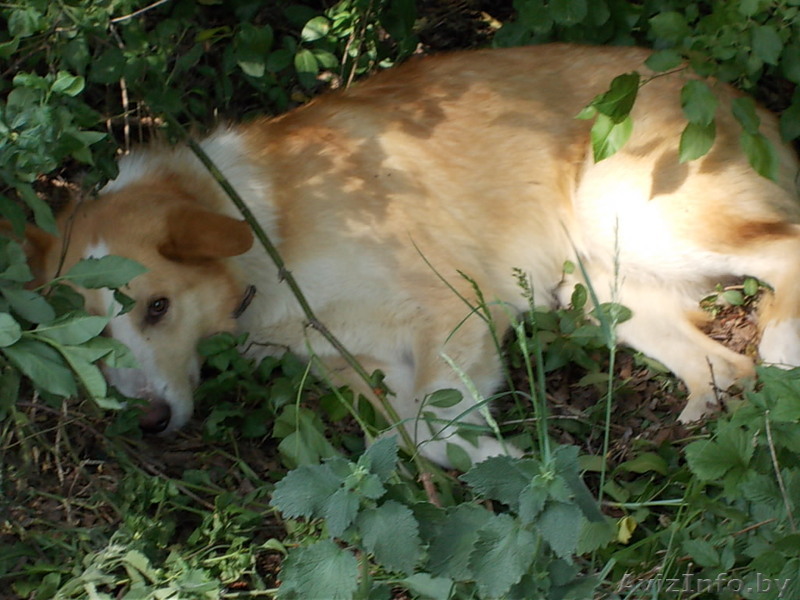 найдена собака 8204127 - Изображение #1, Объявление #679279