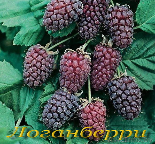 Ежевика и ежевично-малиновые гибриды - Изображение #1, Объявление #699229