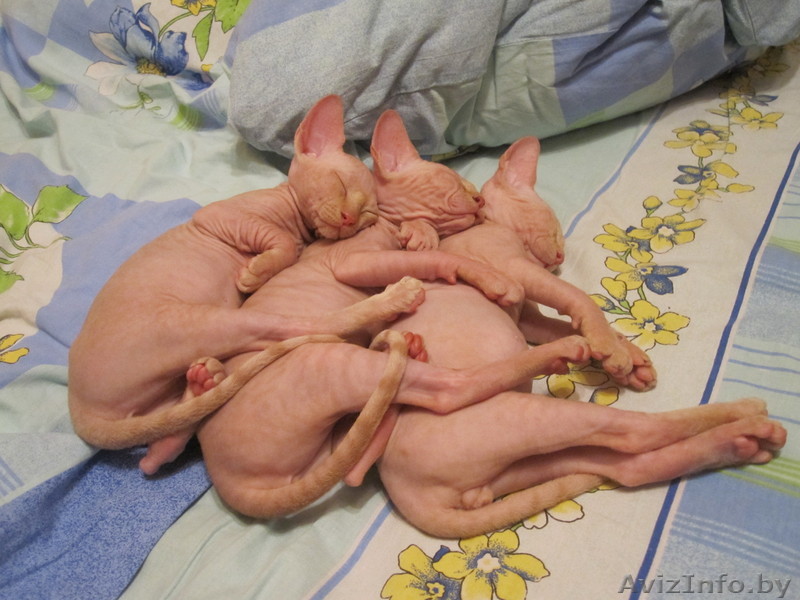 Канадский свинкс - Изображение #1, Объявление #745570