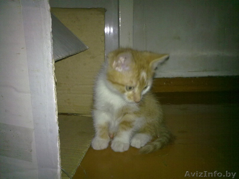 Котята в добрые руки. - Изображение #1, Объявление #749854