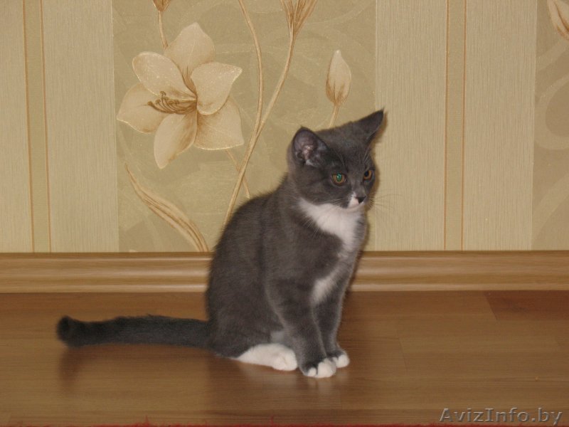 Котик в добрые руки - Изображение #1, Объявление #751882