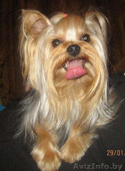 Йоркширский терьер ищет подругу для вязки - Изображение #1, Объявление #754407