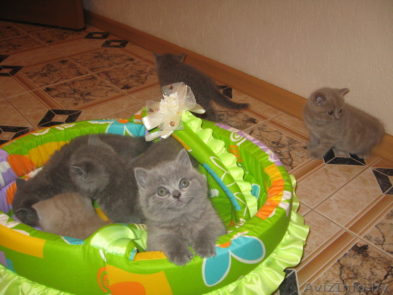 Резервирование британских  котят - Изображение #1, Объявление #649795