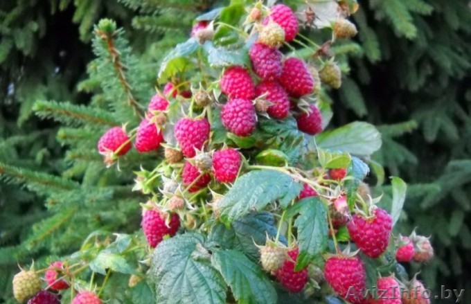 Саженцы малины, сорта POLANA (Поляна, Полька). - Изображение #1, Объявление #793144