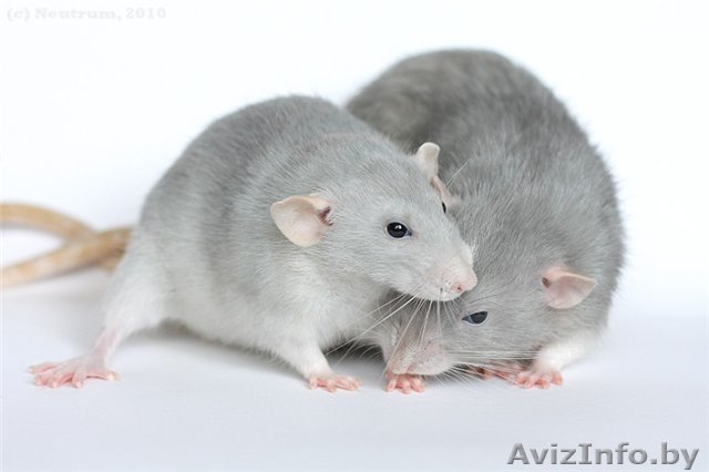 Куплю/приму в дар 2 крысят - Изображение #1, Объявление #792239