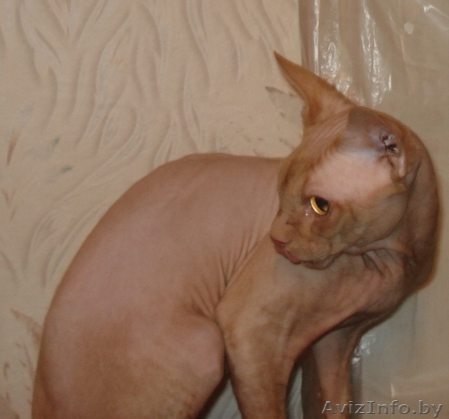 Канадский Сфинкс - Изображение #1, Объявление #819117