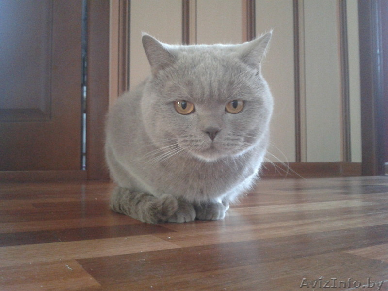 Британский лиловый котприглашает на вязку. - Изображение #1, Объявление #817102