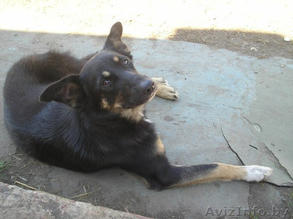 Монташка объявил о поисках хозяина - Изображение #1, Объявление #904277