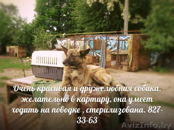 Очень красивая и дружелюбная собака - Изображение #1, Объявление #905518
