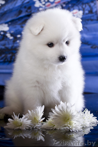 Японский шпиц, щенки - Изображение #1, Объявление #983734