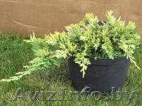 Саженцы декоративные и плодовые - Изображение #1, Объявление #969710