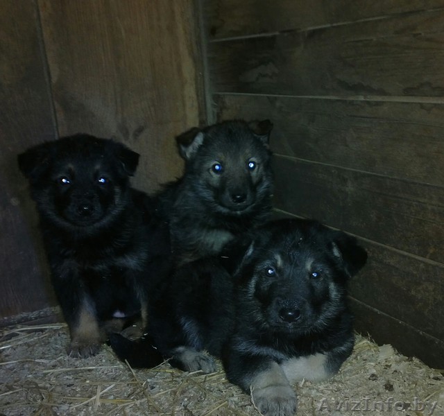продам щенков овчарки дешево!!! - Изображение #1, Объявление #980051