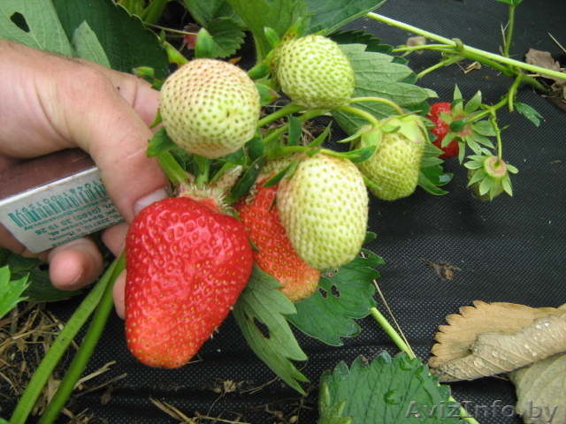 ПРОДАМ САЖЕНЦЫ КЛУБНИКИ И МАЛИНЫ - Изображение #1, Объявление #941751