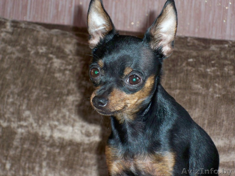 Чёрно-подпалый кабель той-терьера готов для вязки - Изображение #1, Объявление #1063806