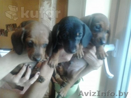 Продам щенков таксы карликовой - Изображение #1, Объявление #1135367