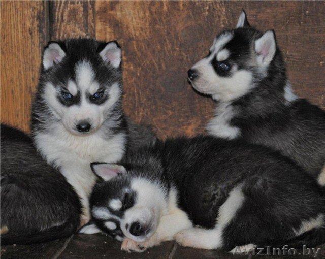 СРОЧНО! щенков Сибирский Хаски  - Изображение #1, Объявление #1162175