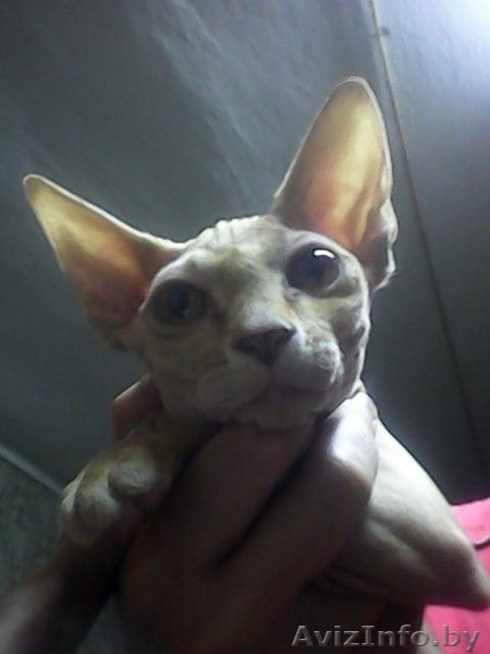 Кошка породы Канадский Сфинкс - Изображение #1, Объявление #1186099