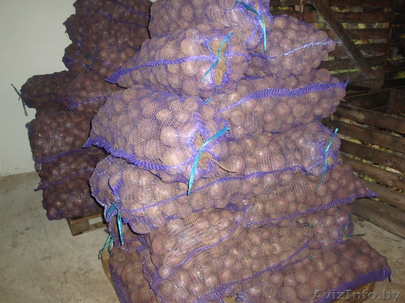 Картофель продам 5+ - Изображение #1, Объявление #1240576