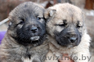 Волкодава щенки - Изображение #1, Объявление #1255167