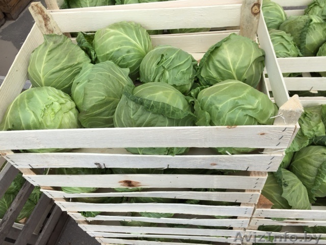 Капуста белокочанная молодая - Изображение #1, Объявление #1274711