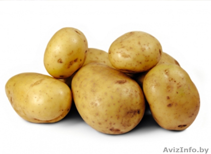 Картофель ранний - Изображение #1, Объявление #1274709