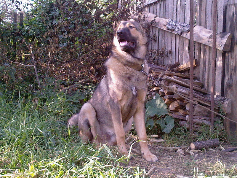 Кобель кавказской овчарки. Вязка.  - Изображение #1, Объявление #1288841