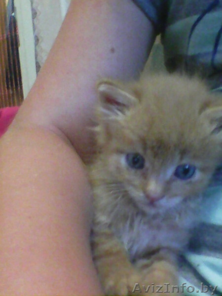 Котенок в дар, в хорошие руки. - Изображение #1, Объявление #1284352