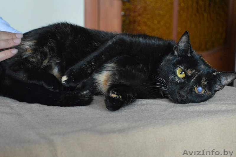 Кошка в дар. Соня - Изображение #1, Объявление #1300306