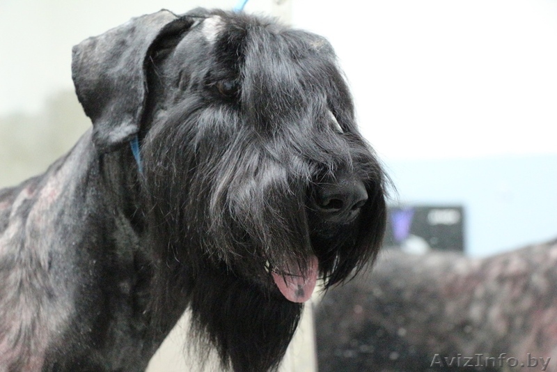 Стрижка собак в Бресте - Изображение #1, Объявление #1209859