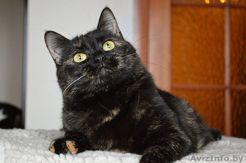 Кошка в дар. Адель - Изображение #1, Объявление #1300304