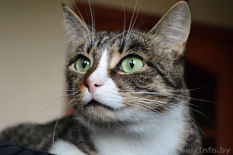 Кошка в дар. Тихомира - Изображение #1, Объявление #1300302