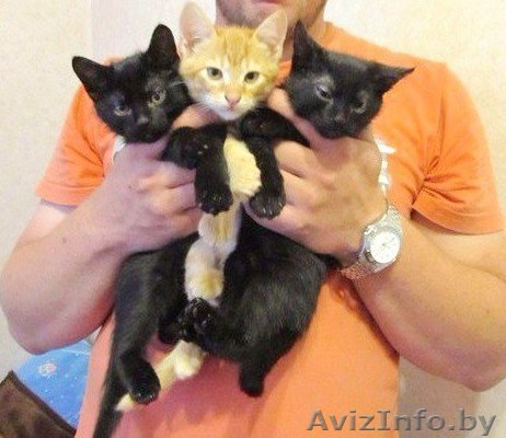 Отдам в дар котят. - Изображение #1, Объявление #1296890