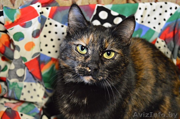 Кошка в дар. Маризель - Изображение #1, Объявление #1300301