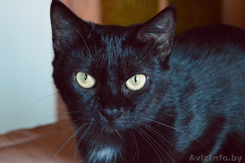 Кошка в дар. Габриэлла - Изображение #1, Объявление #1300308