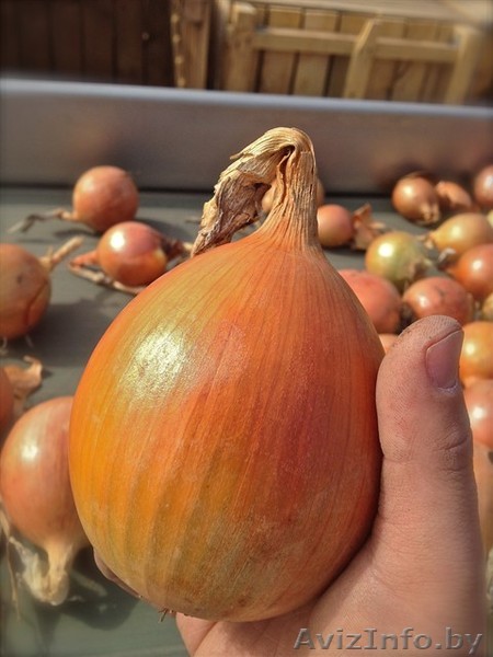 Услуги хранения овощей - Изображение #1, Объявление #1312519