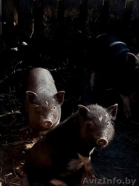 Вьетнамские поросята, недорого  - Изображение #1, Объявление #1312124