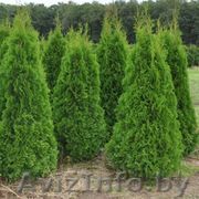 Саженцы декоративных деревьев и кустарников! - Изображение #1, Объявление #1316751