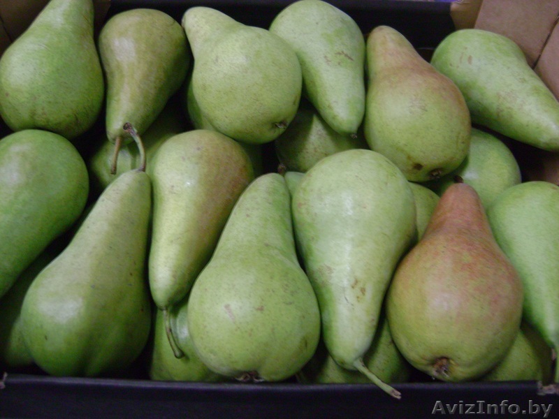 груши Конференция , лукасувка - Изображение #1, Объявление #1337947