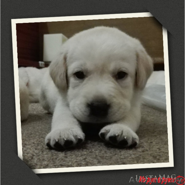 Шикарные перспективные щенки лабрадора ретривера от титулованных родителей, пале - Изображение #1, Объявление #1360398